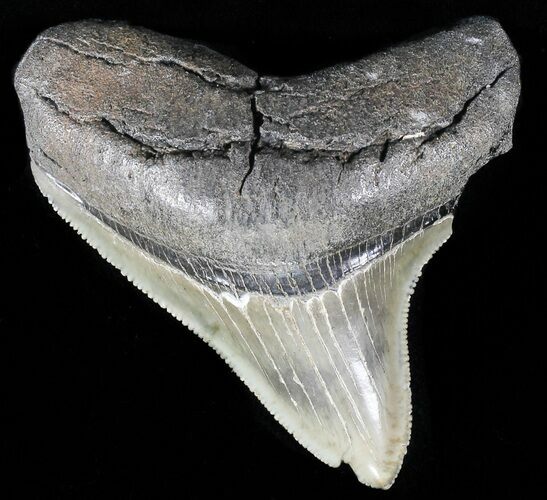 Serrated, Juvenile Megalodon Tooth #56521